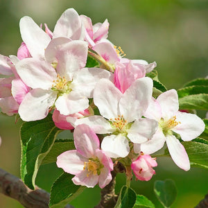 Loose Mineral Eye Shadow in Apple Blossom