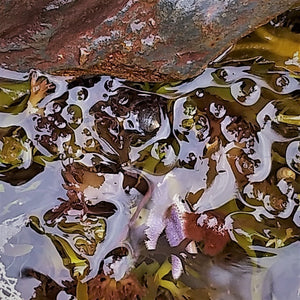 Loose Mineral Eye Shadow in Tidal Pool